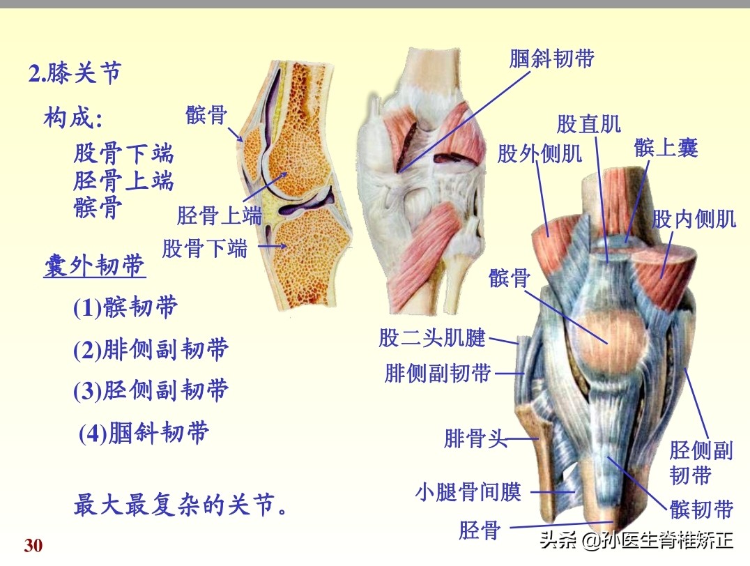 人体解剖学课件ppt,人体解剖学关节学