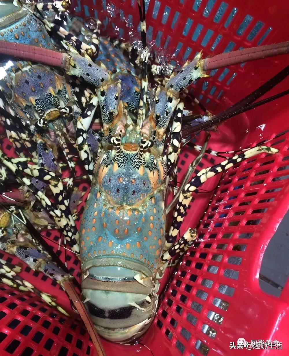 世界上的各种龙虾,世界上最大龙虾