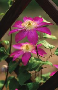 铁线莲卖家推荐,推荐靠谱的铁线莲店铺