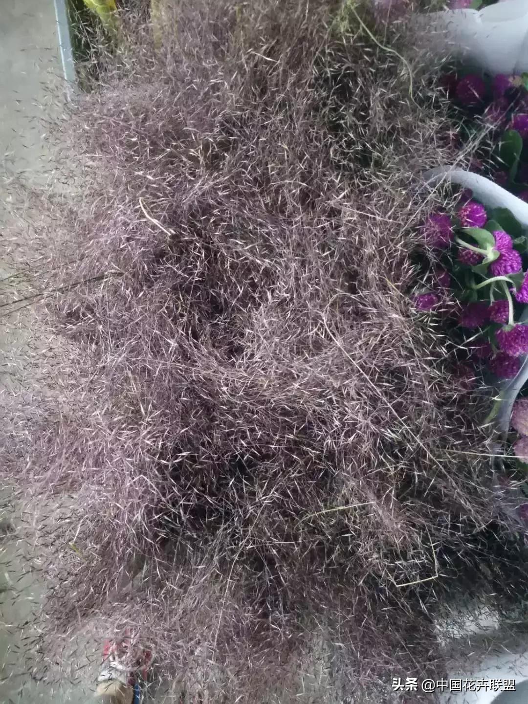 春天花市有哪些花材,便宜又大把的花材有哪些