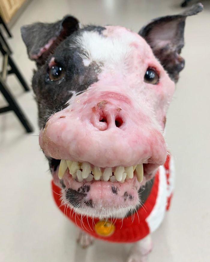 狗丑遭人嫌？虽饱受病痛折磨，但上天格外垂怜！网友：一样是宝贝