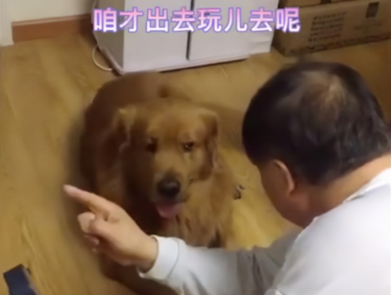 姥爷给金毛解释为啥等半小时出门,大爷给金毛解释为什么不能出去玩