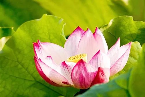 莲菁华,莲菁华胶囊