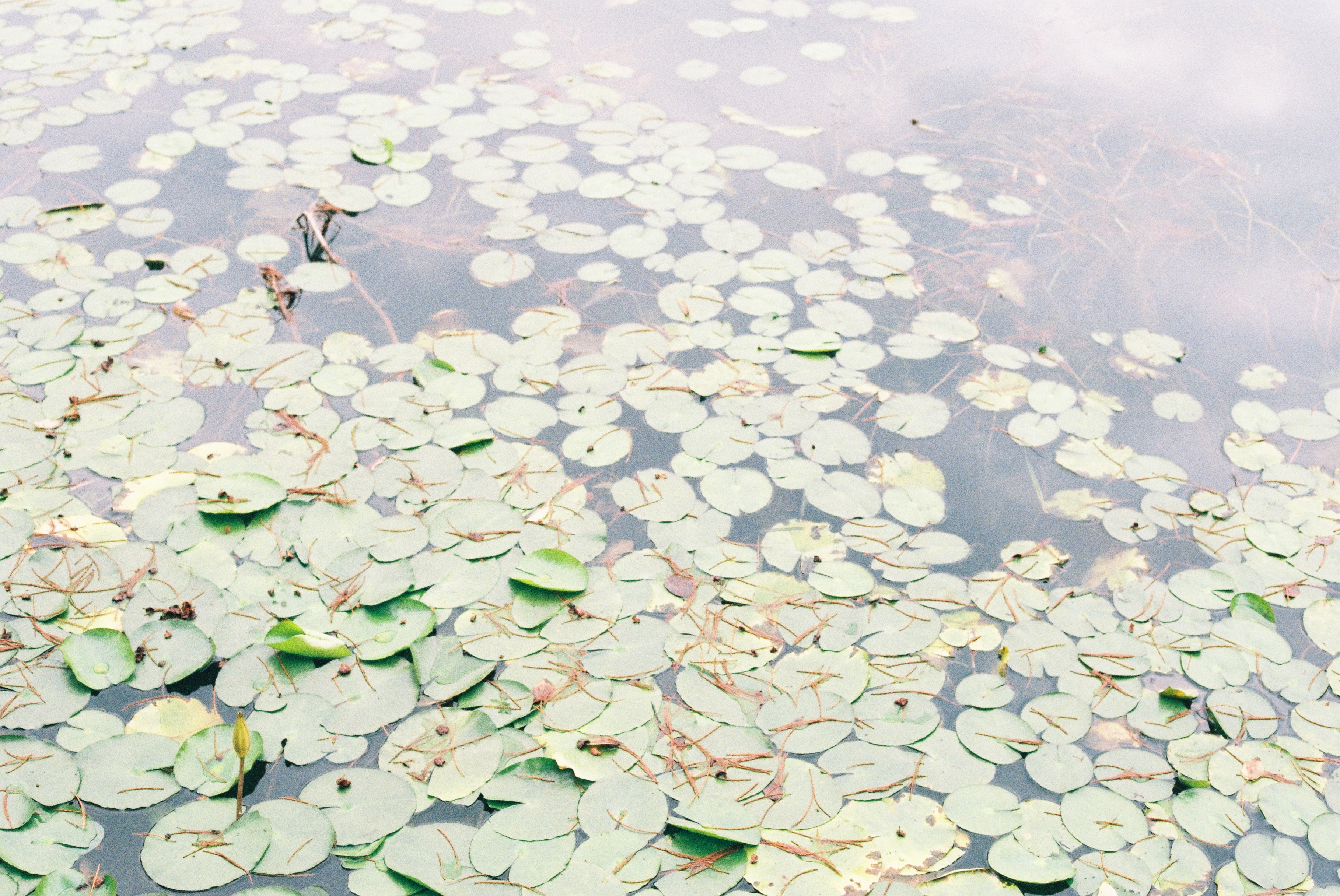 第一次拍了胶片怎么冲洗,坚持胶片拍摄的感受