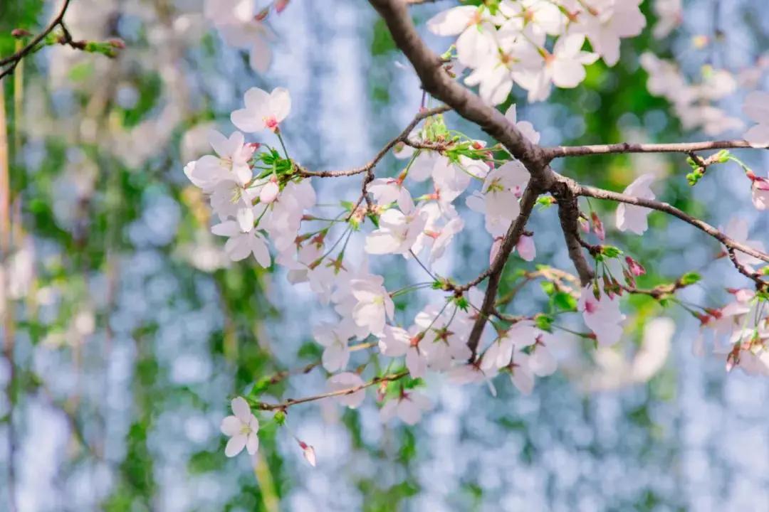 中国的国花是哪一种,中国的国花是什么时间定的