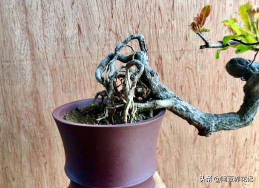 什么品种石榴果实红彤彤的,盆栽石榴的种植方法和技术图片