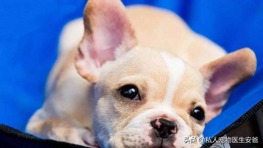 狗狗接种疫苗后多久可以洗澡,狗狗打疫苗操作流程