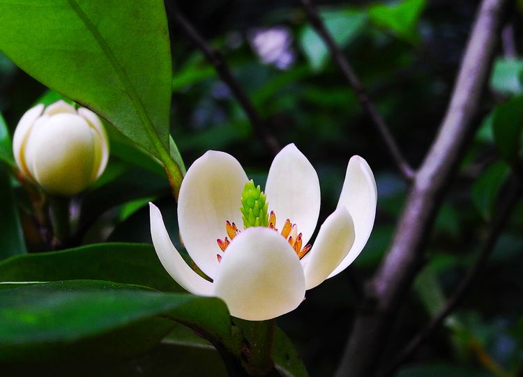 养白兰花的技巧,养金桂的正确方法