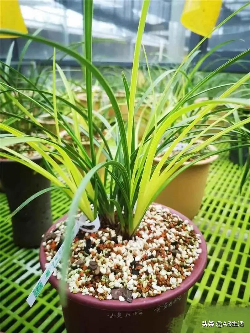 十月份兰花管理措施,兰花发新芽怎么养护