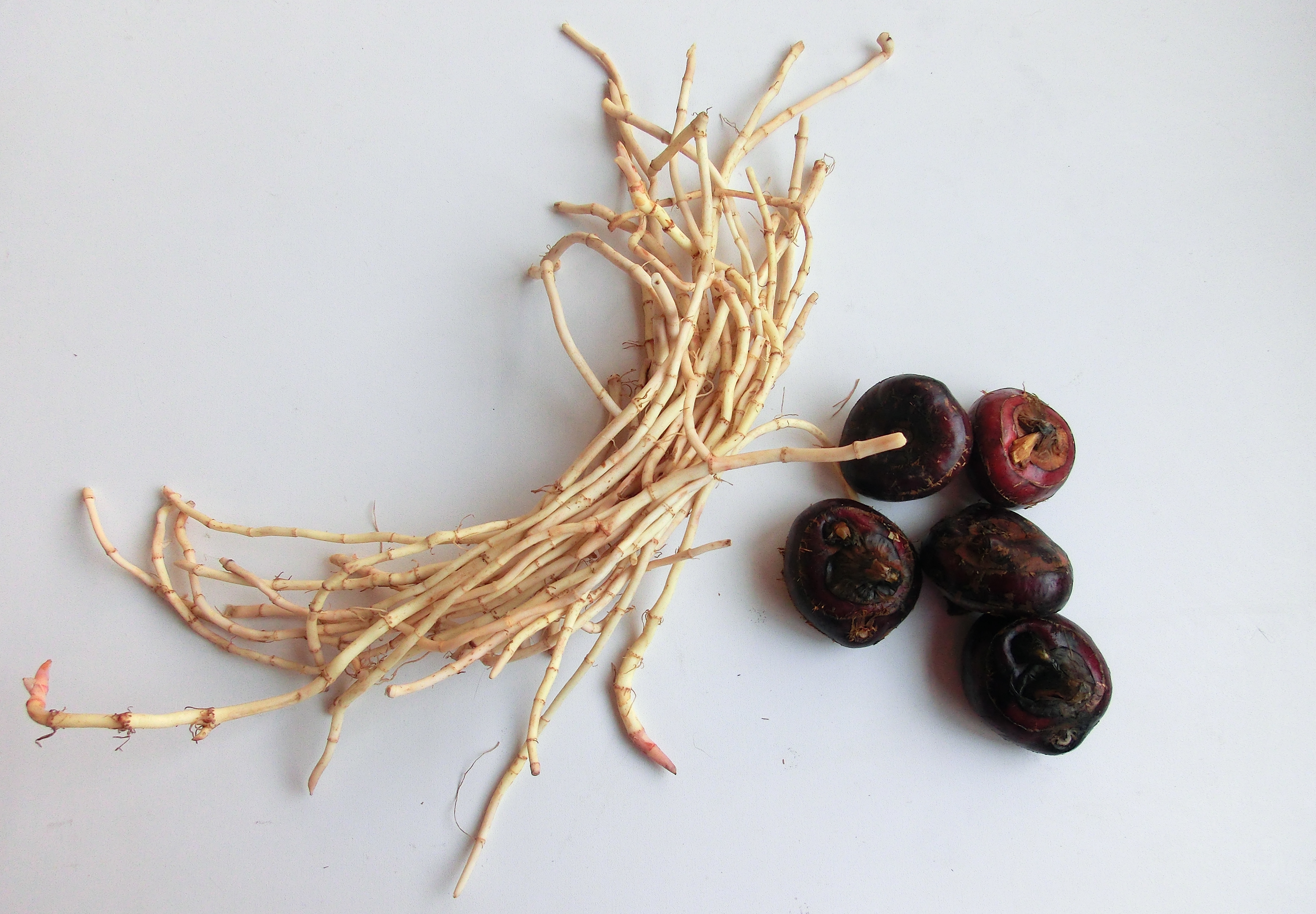 治咳嗽润肺的方法,干咳止咳润肺的食疗方法