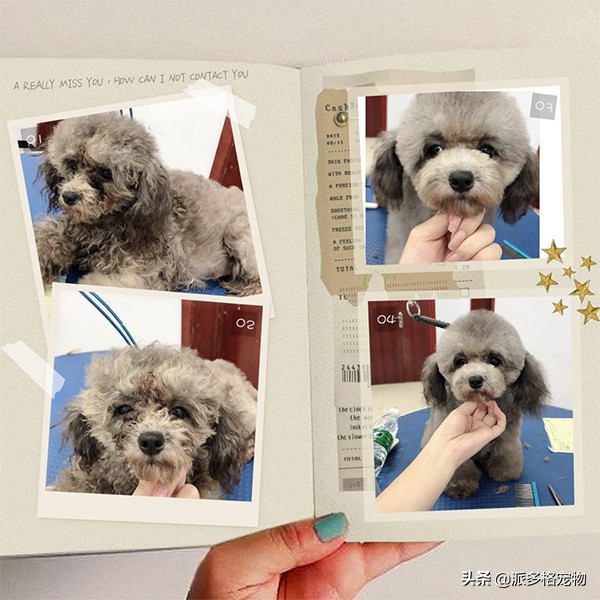 加盟派多格有人后悔吗,加盟派多格的真实经历