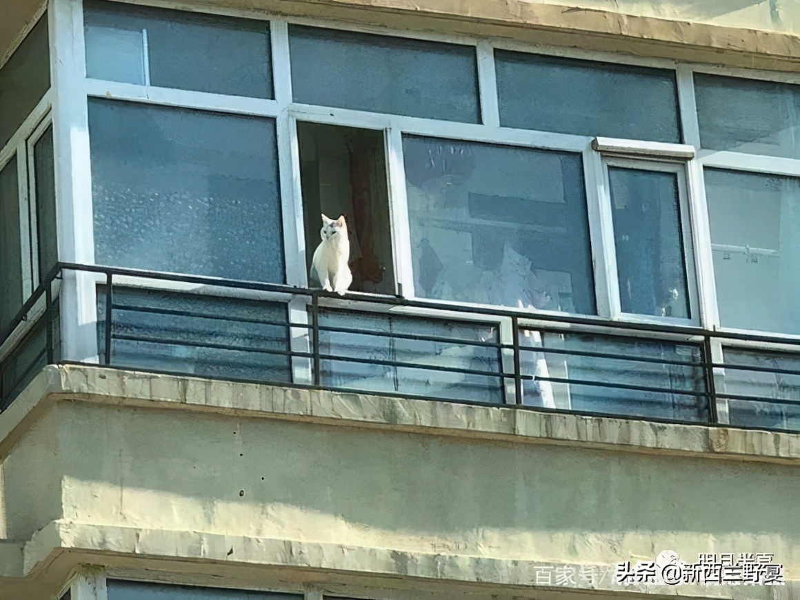 新手养猫解读猫咪8种迷惑行为,养猫一定要牢记七不要对猫咪有益