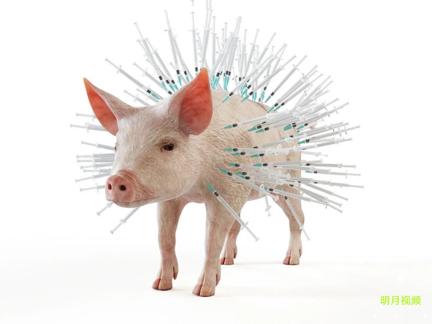 小规模如何科学养猪,规模化养猪场养猪技能技术有哪些