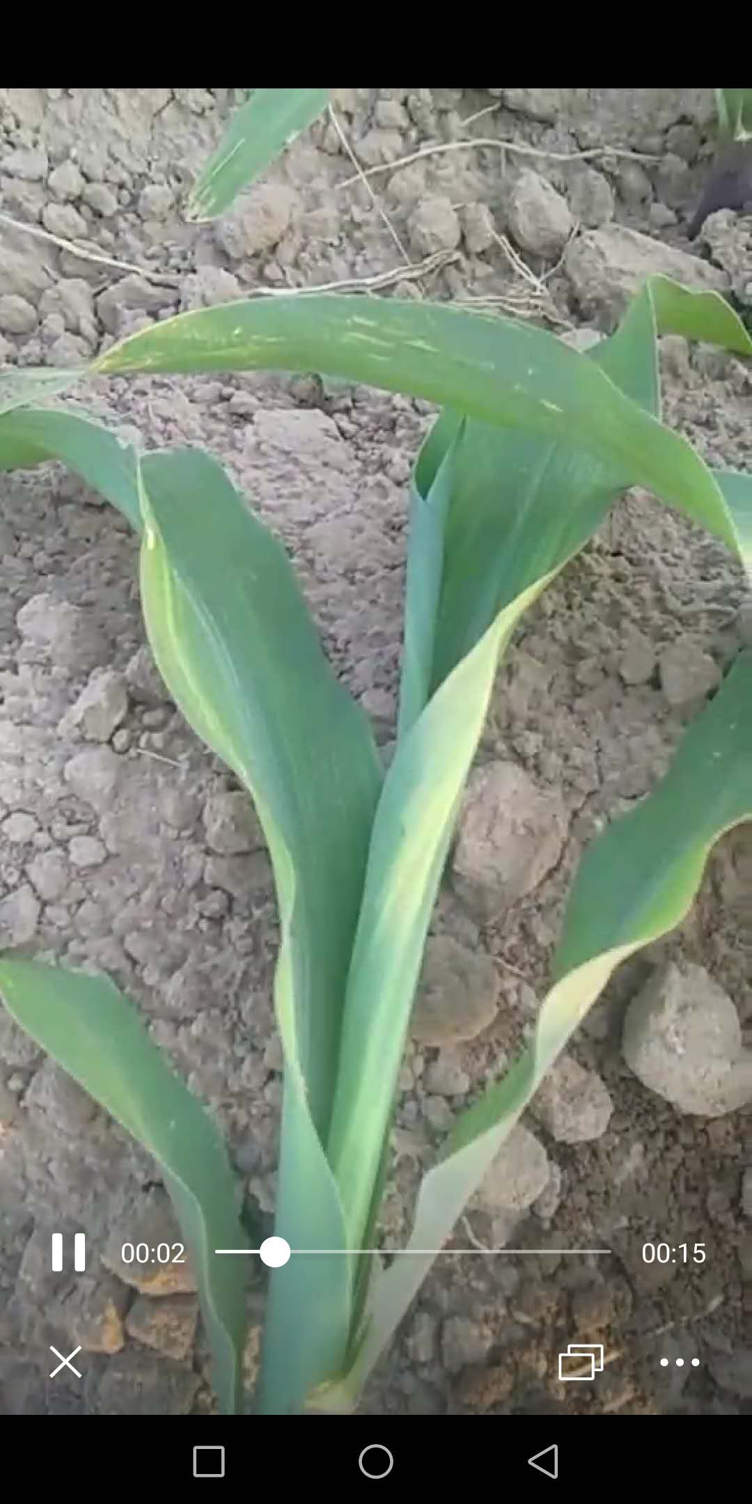 蓟马飞入口中怎么办,蓟马进眼睛了怎么办