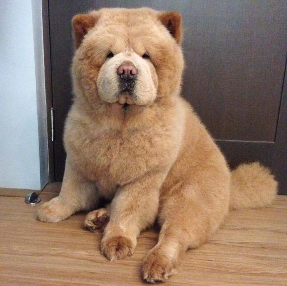 小北京犬宠物狗品种图片大全,常见宠物狗的品种大全及图片