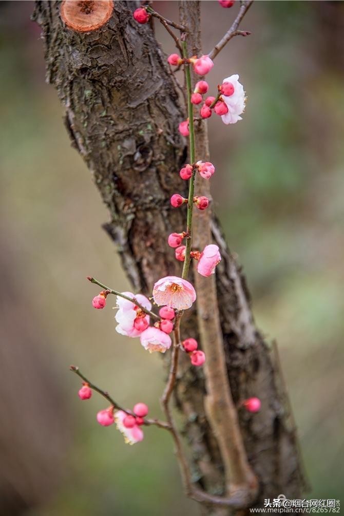 南京梅花山梅花开了吗,来南京梅花山赏梅花