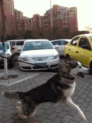 搞笑gif一看就是聪明人,搞笑gif趣图果然是亲生的笑死我了