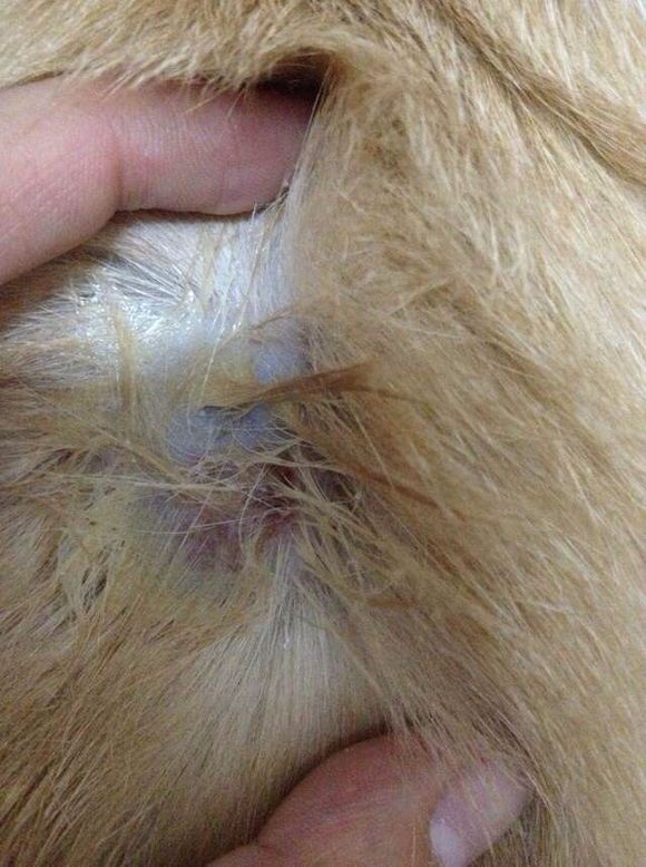 猫癣经历,猫癣的形成原因与治疗方法