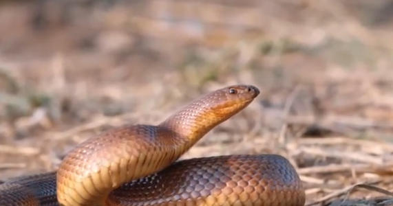 “沙漠死神”黑曼巴蛇横行非洲，也逃不过平头哥带队的捕蛇小队