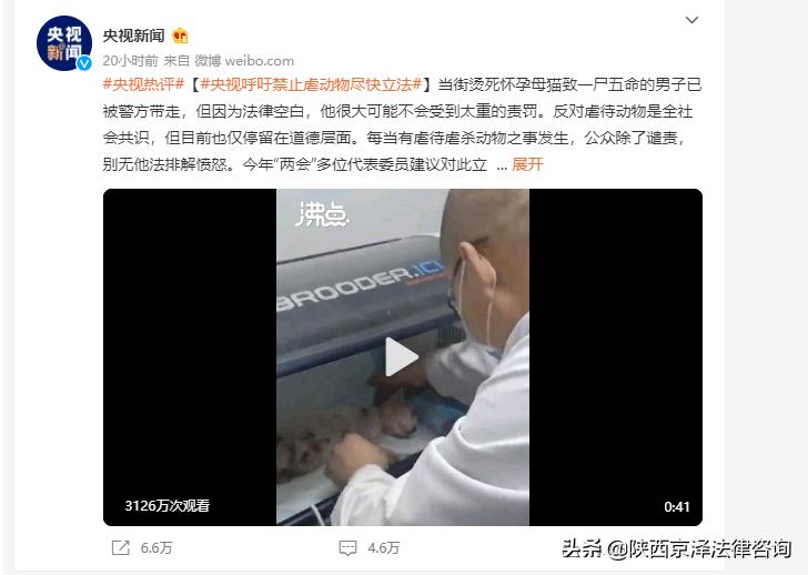 虐猫事件用水烫猫,央视呼吁禁止虐待动物尽快立法