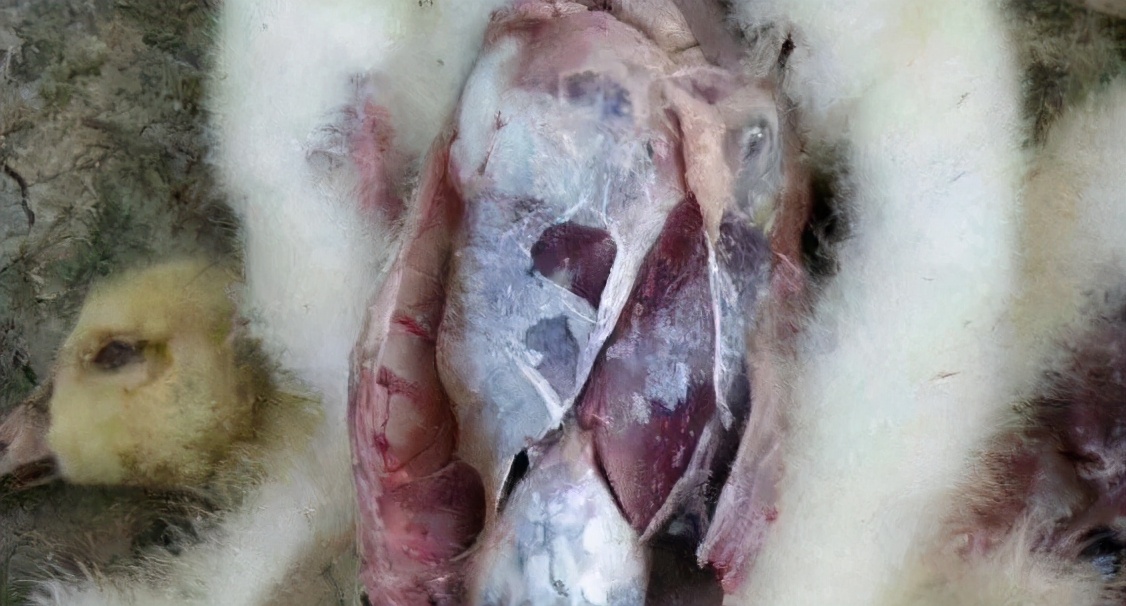 家禽保肝护肾的功效与作用,家禽保护肠道的重要性