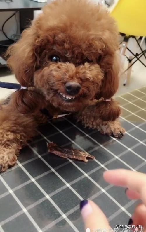 家养宠物犬有哪些,家养又具备护卫的犬