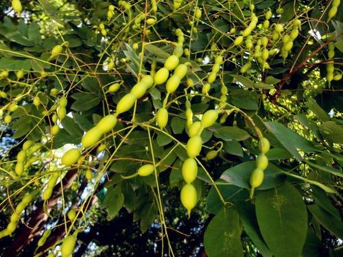 国槐和洋槐的区别有哪些,槐树跟洋槐的区别