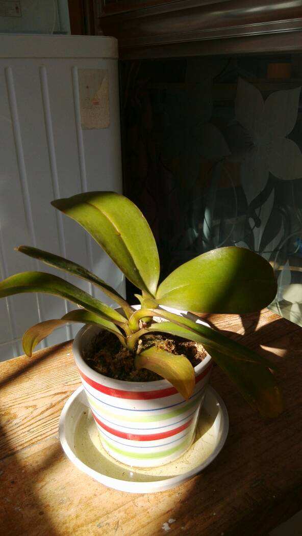 怎么能让蝴蝶兰花变色,想让蝴蝶兰多开花怎么办