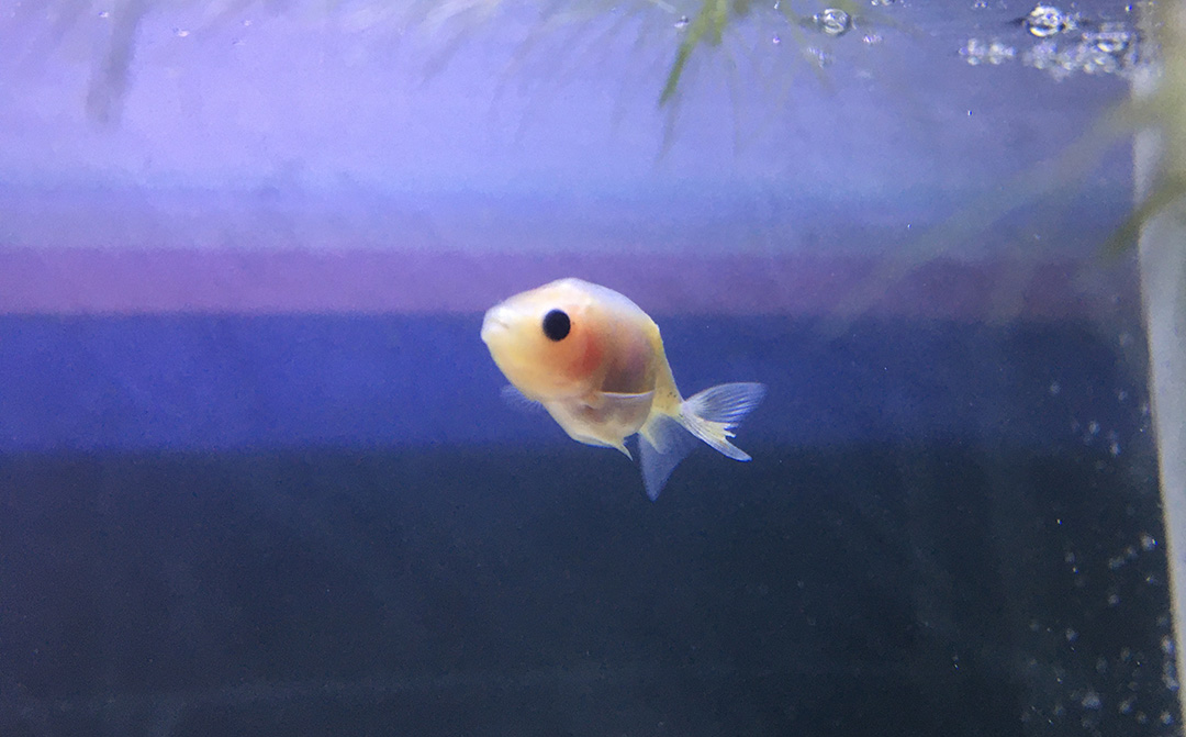 金鱼拉白色的长条便便是怎么回事,金鱼便便拖出来一大截怎么办