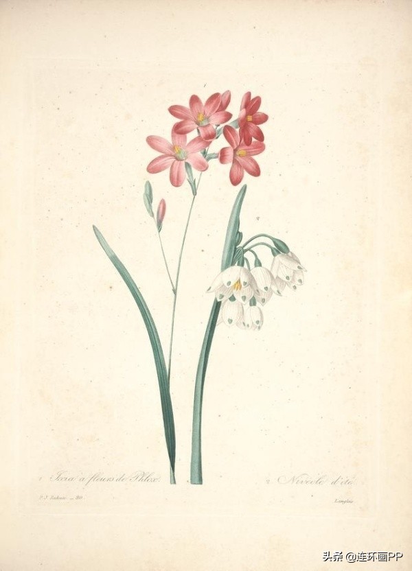 插画风简单的花手绘图片,唯美手绘田园插画图片大全