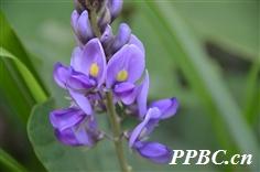 葛根功效差不多的中药,葛根到底是什么草药