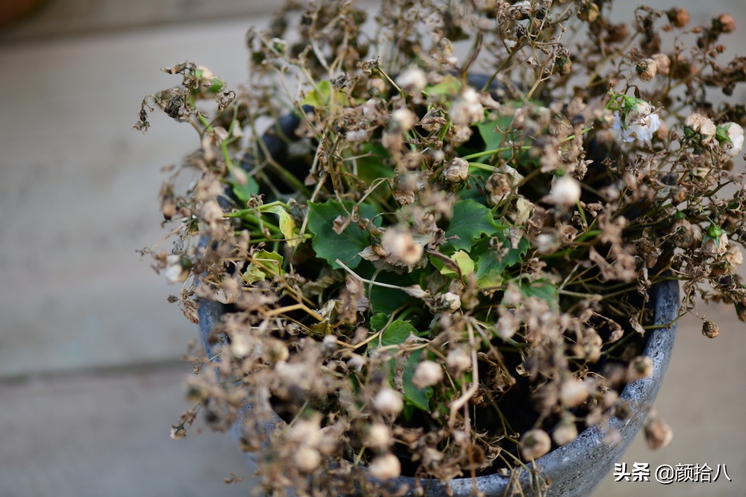 就趁现在，花园最忙碌的季节|园丁