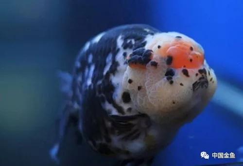 最贵的金鱼排行榜前十名,最贵的观赏金鱼排行榜