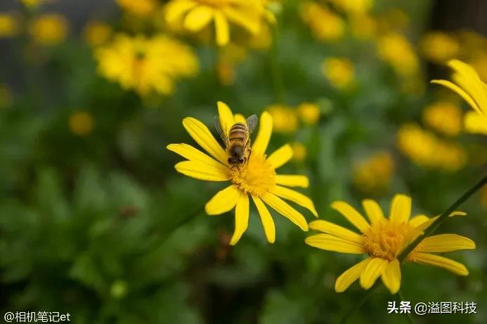 佳能rf351.4镜头评测,佳能rf14-35mmf4拍摄效果