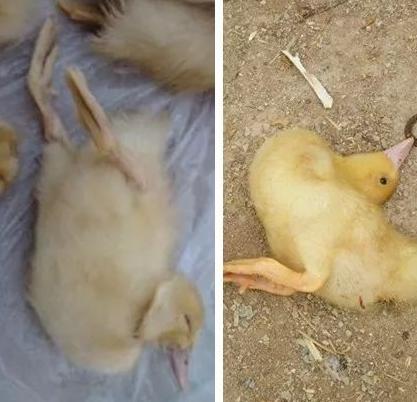 鸭子常见病,鸭子常见病防治方法