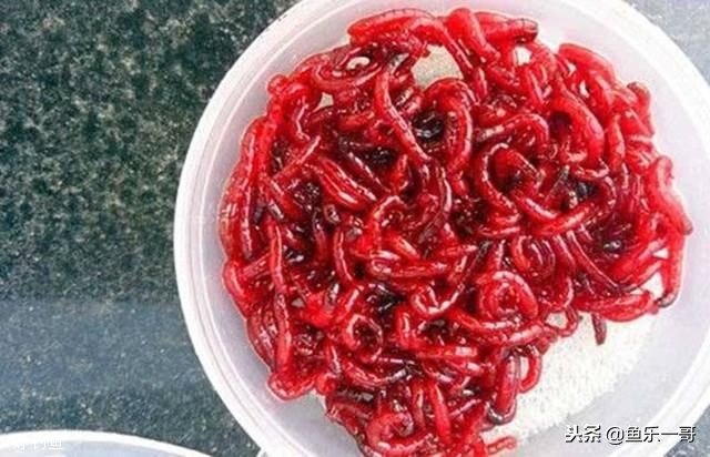 红虫钓饵如何保存,钓鱼饵红虫怎么长期储存