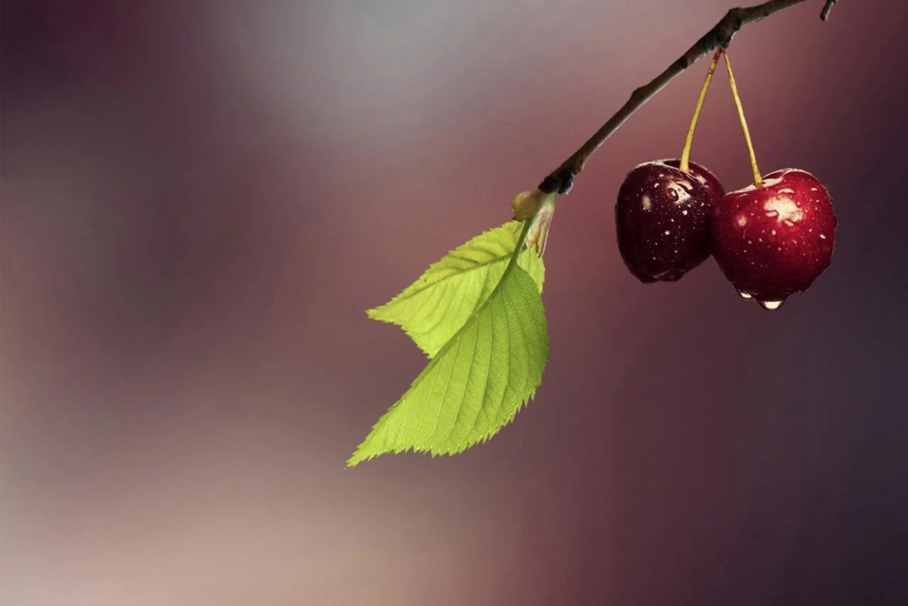 季羡林经典散文8篇，篇篇喜欢！