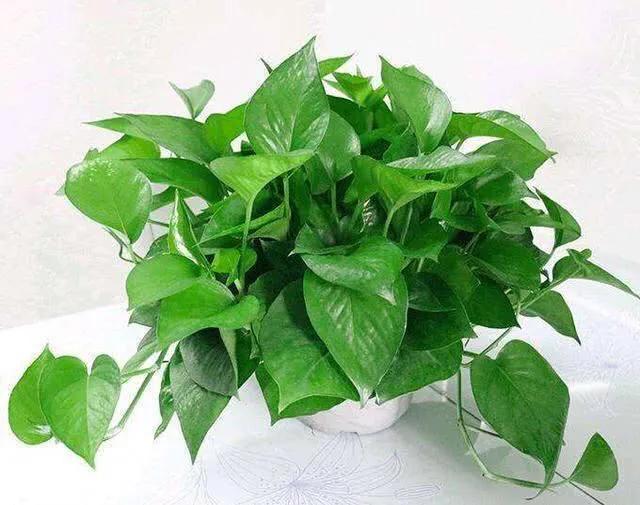 绿萝盆栽改水栽,桌面绿萝小盆栽