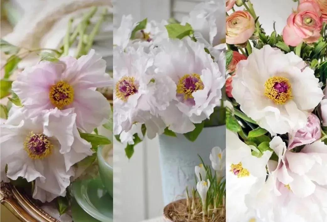 牡丹鲜切花：解语应倾国，无情亦动人