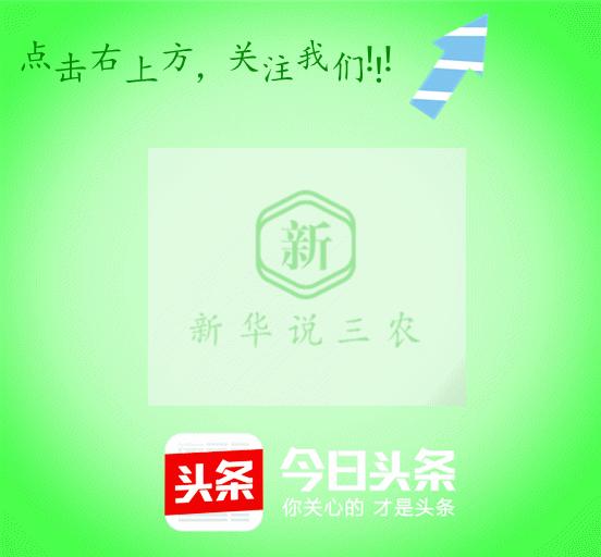 猪场霉菌毒素图片,养猪的霉菌毒素多少度可以杀灭