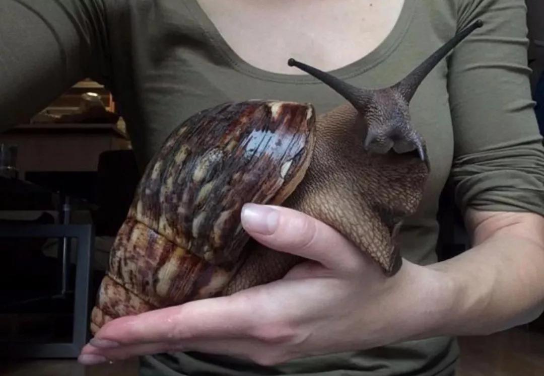 非洲野味入侵全球：在这种巨型蜗牛面前，中国吃货根本狂不起来