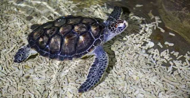 惠州双月湾君廷度假酒店三天两晚,惠州双月湾日出海景酒店精选