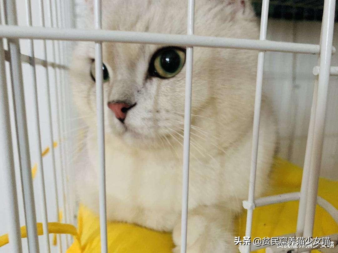 为什么不建议家养宠物猫笼养,猫咪笼养的标准是什么