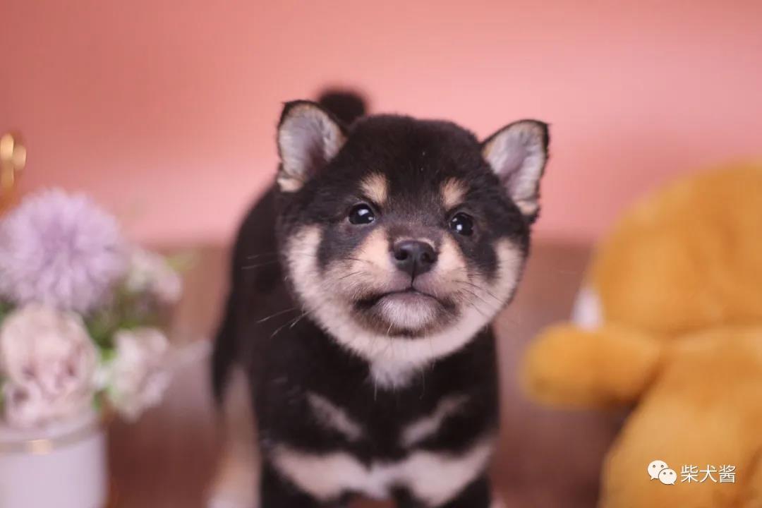 柴犬得皮肤病怎么办,柴犬得皮肤病了怎么办