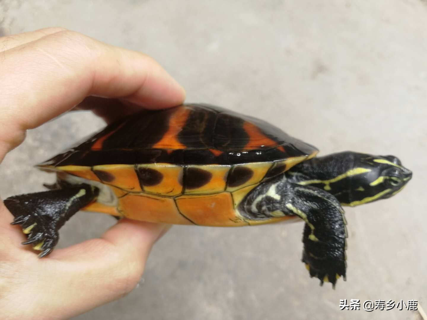 火焰龟歪头纹是怎么样的,火焰龟歪头纹有变异基因吗