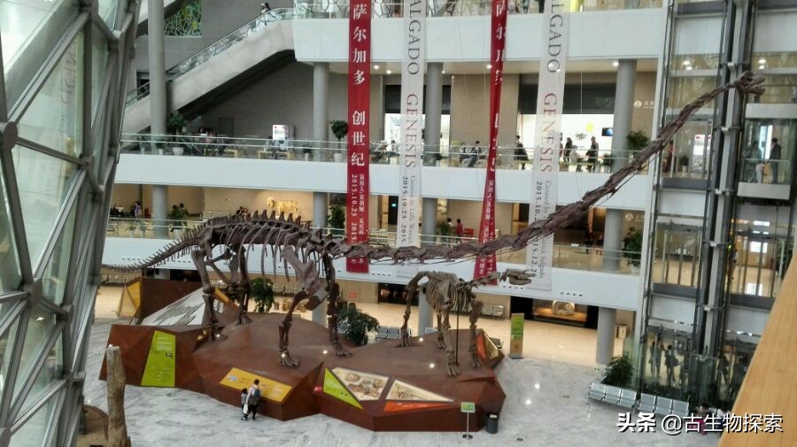 蜥脚类恐龙前十视频,蜥脚类恐龙排名