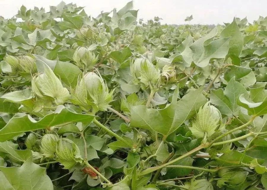 硫酸钾和氯化钾的复合肥区别,硫酸钾和氯化钾有什么区别