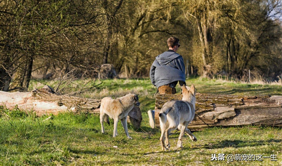 狗狗的几种叫声代表它讨厌你,狗狗的什么表现表示他很讨厌你