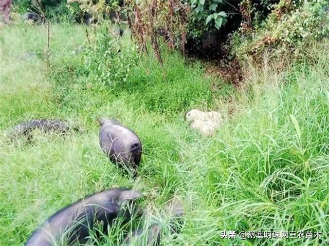 承德德润祥家庭农场,承德市德润祥家庭农场