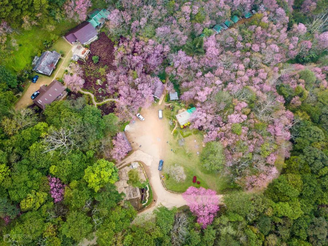 不输日本的3个赏樱地,何必舍近求远国内10大赏樱胜地